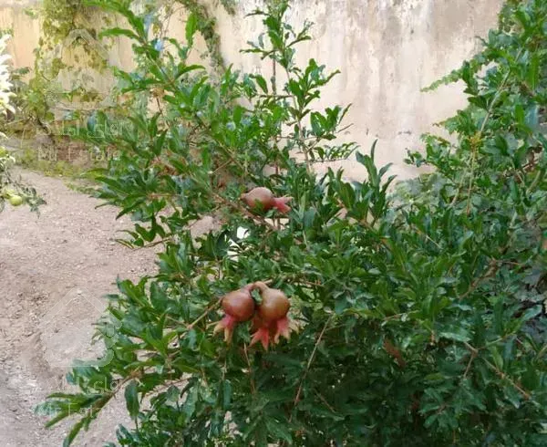 فروش ویلا 330متری در بومهن