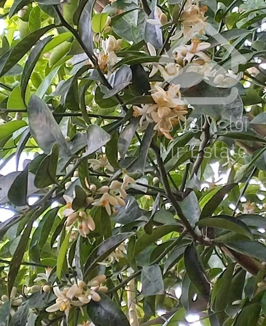 ویلای،آرام ودلنشین ودسترسی به امکانات نزدیک