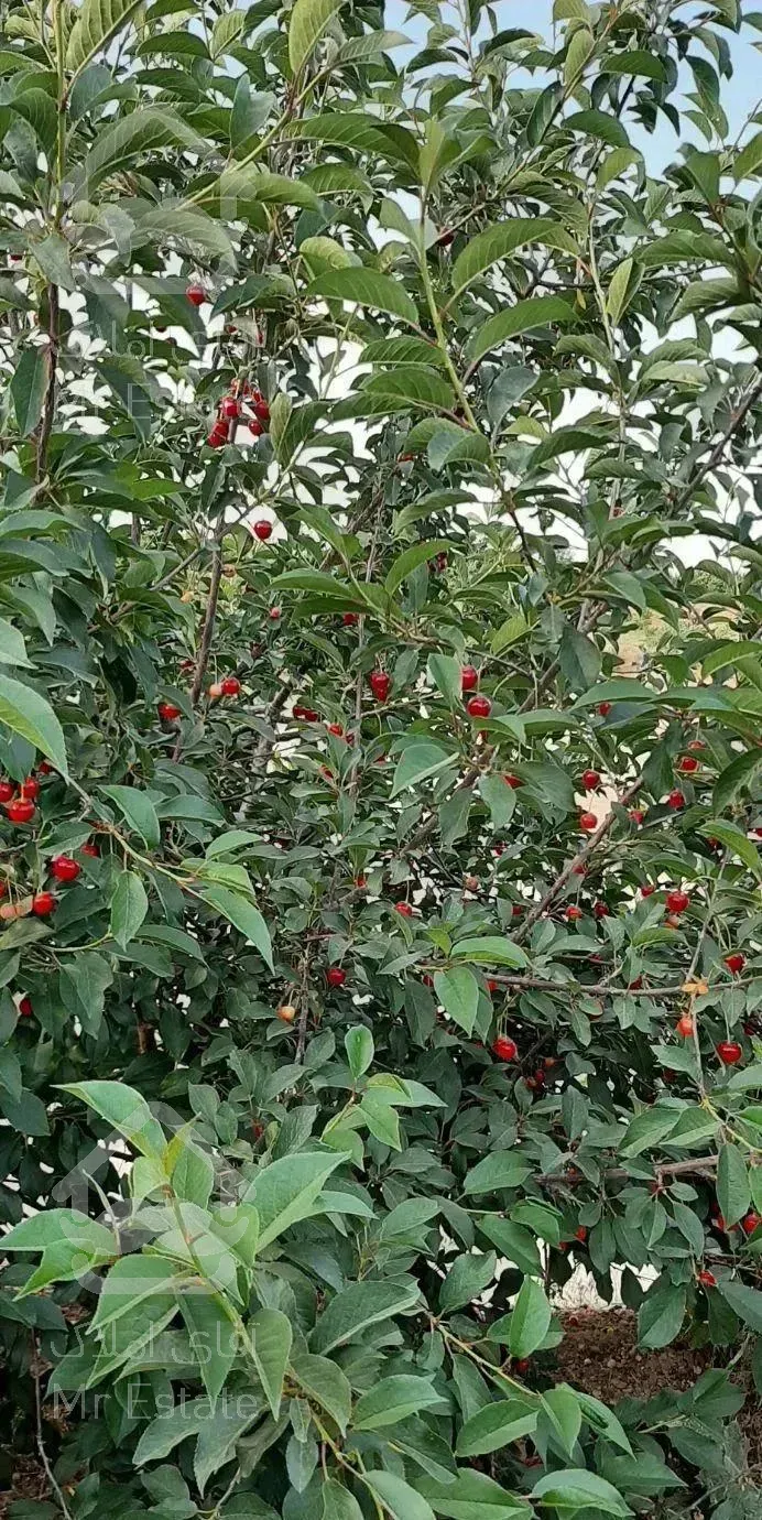 باغ میوه نقلی