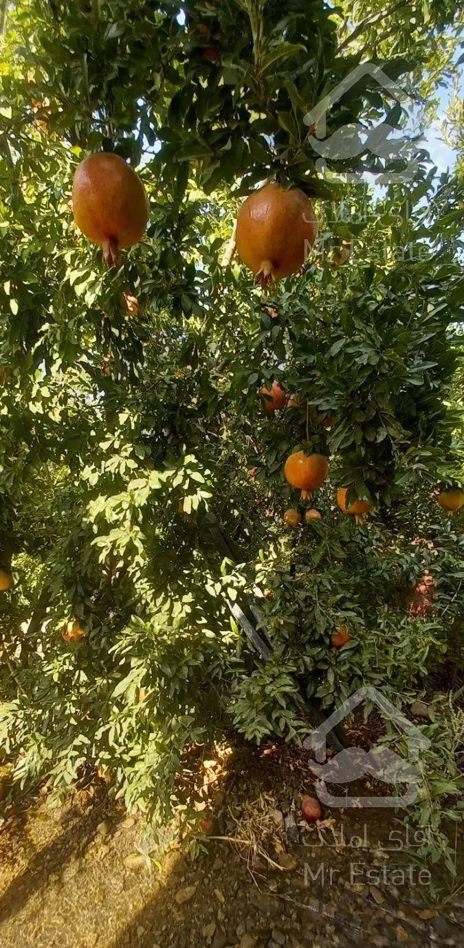 باغ کهک جنب دانشگاه پیام نور585متر