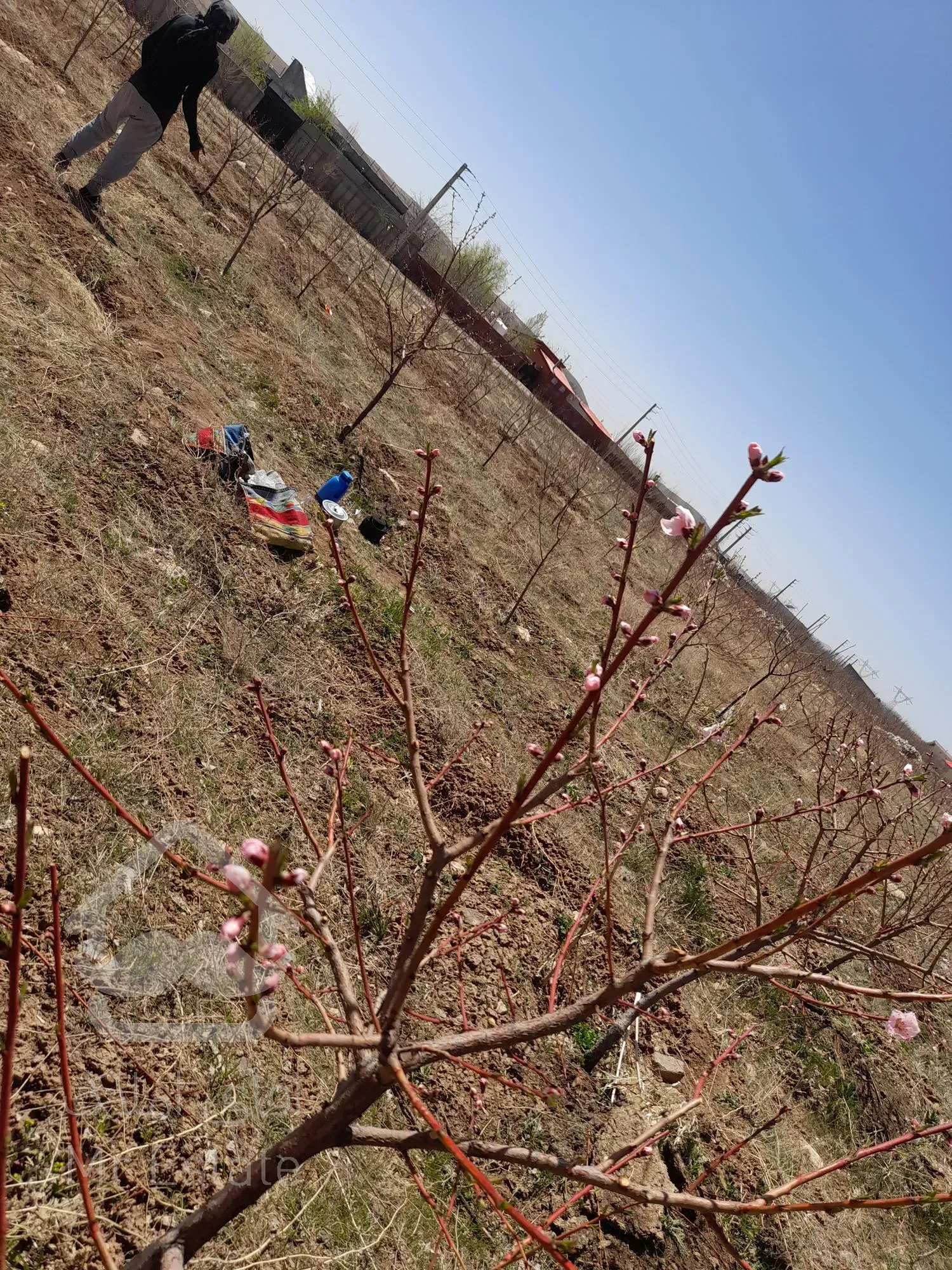 ۱۰۰۰متر زمین کشاورزی با دختان ۵ ساله