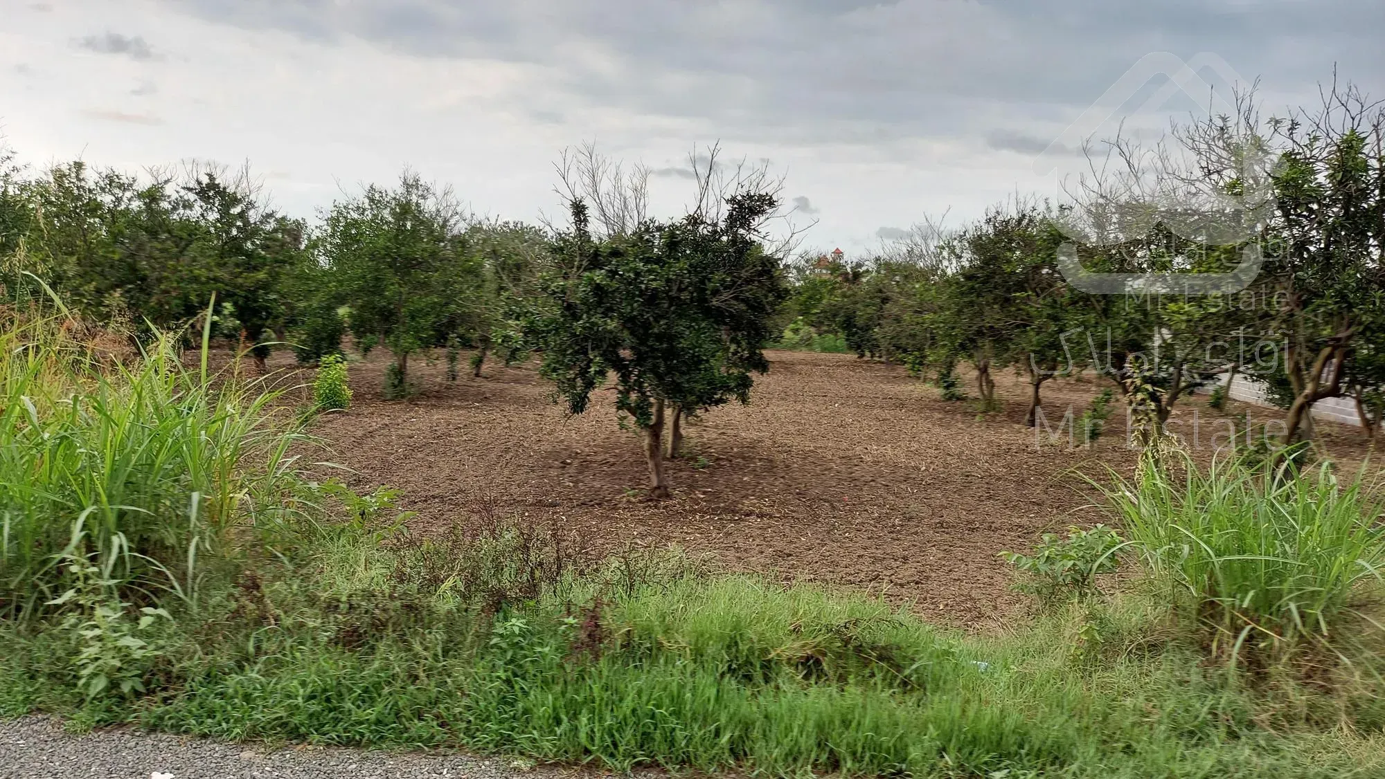 باغ مرکبات 1000متری داخل بافت روستا