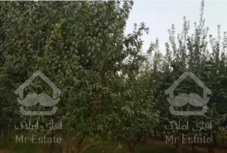 زمین و باغ 360 متری