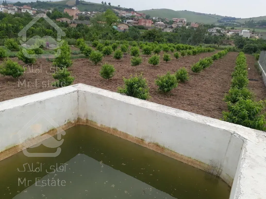 باغ درخت شلیل