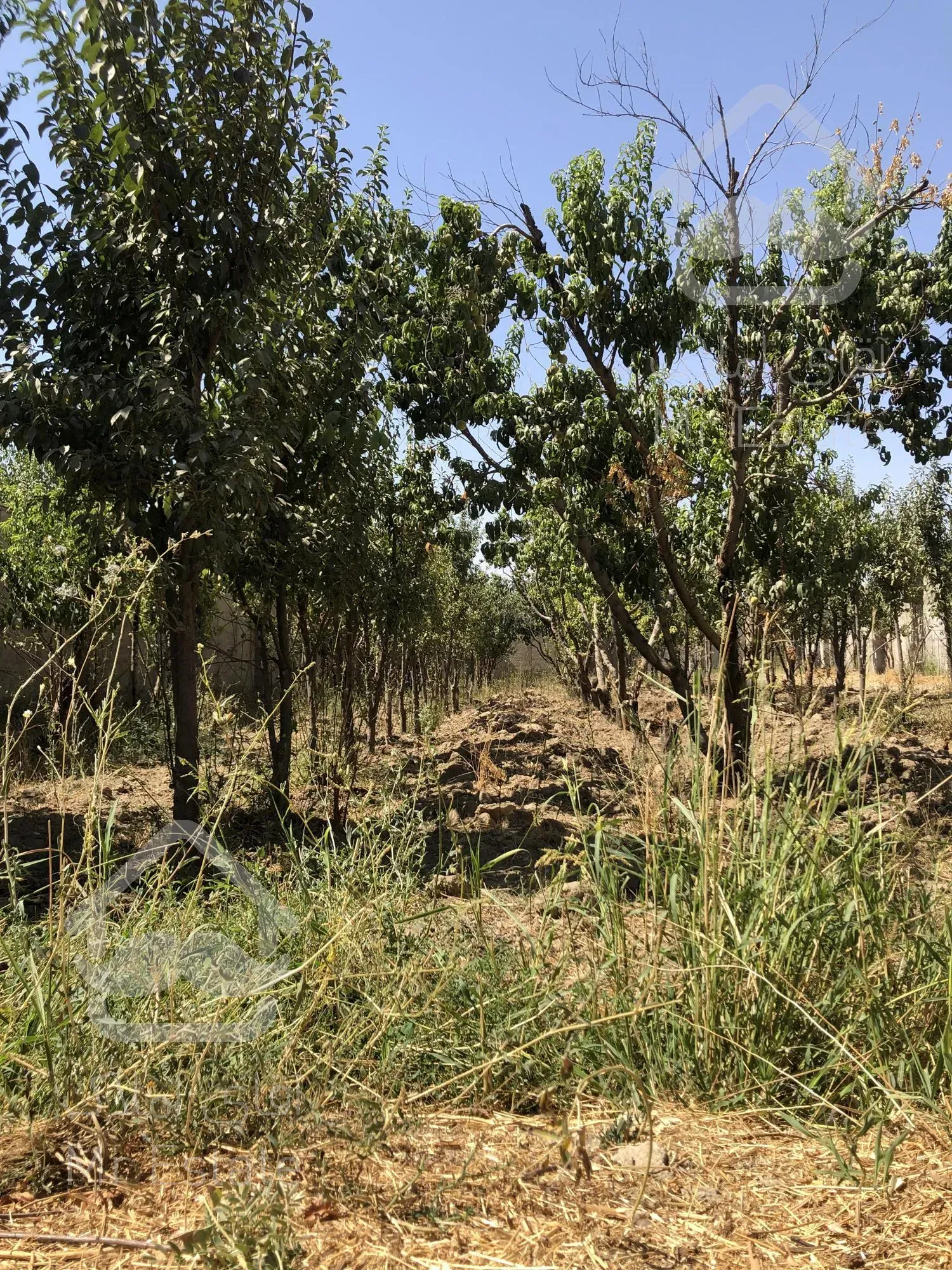 1000 متر زمین سرخاب