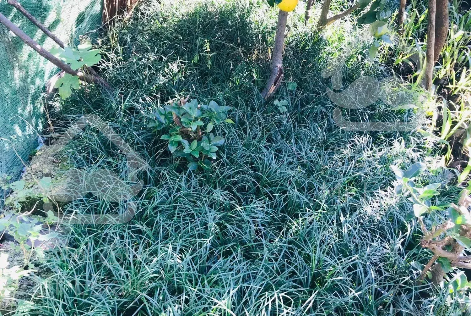 فروش گل وگیاه