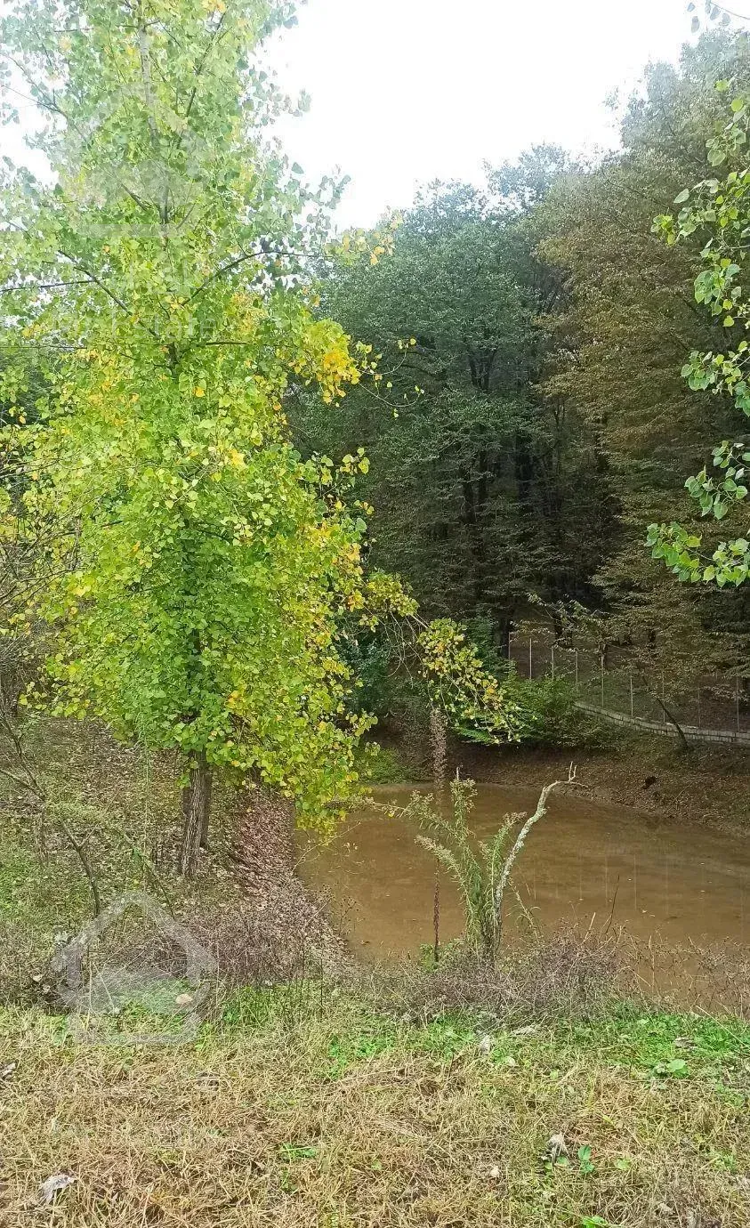 زمین جنگلی قادیکلای بزرگ با موقعیت تجاری  قادیکلا