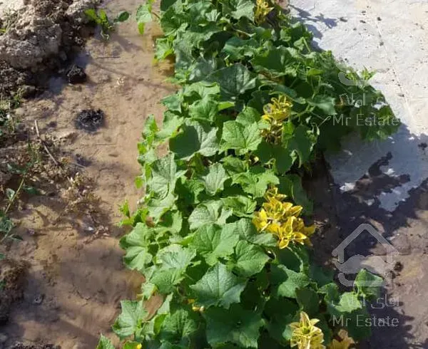 ۶۵۰ متر ویلا باغ شیک ابسرد