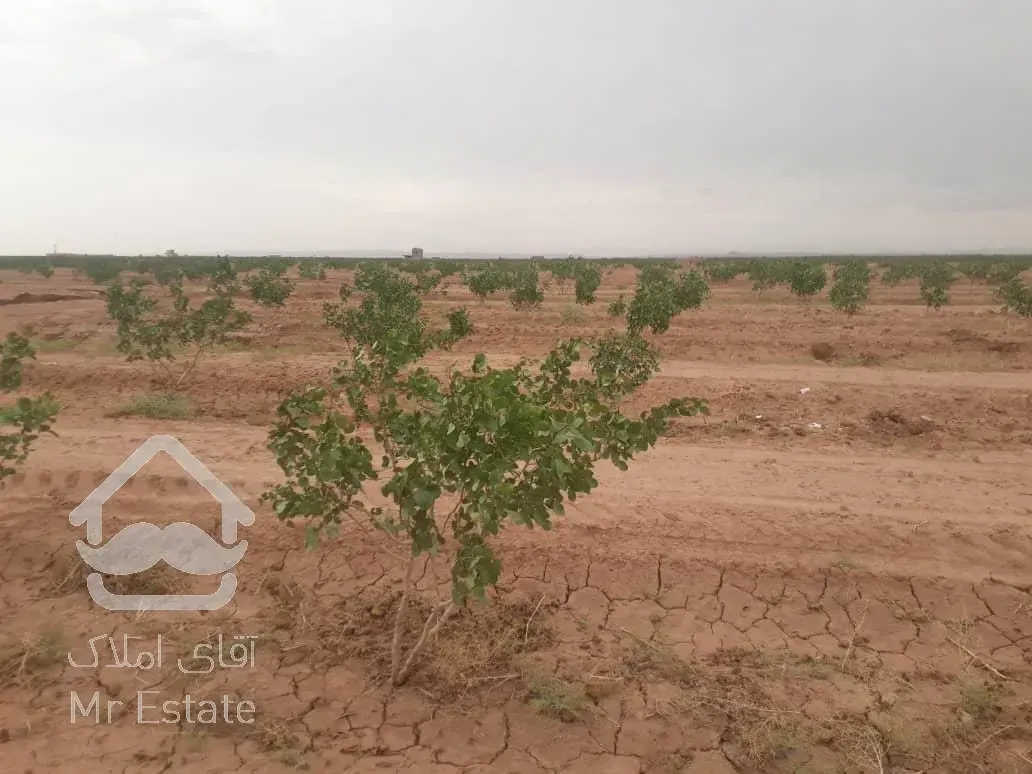 7هکتار باغ پسته نیشابور