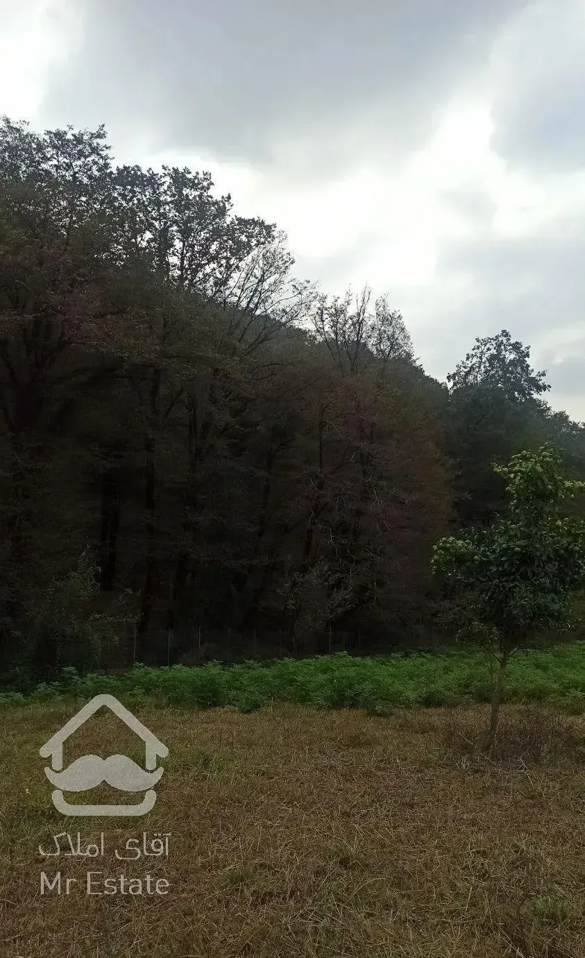 زمین جنگلی قادیکلای بزرگ با موقعیت تجاری  قادیکلا