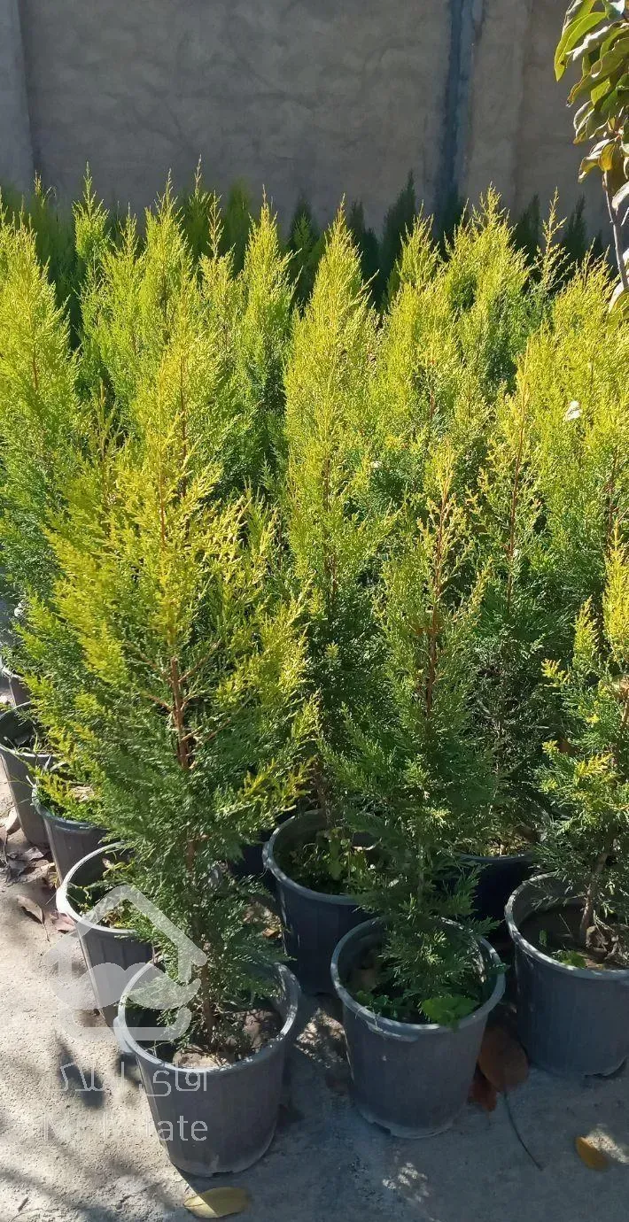 نهال انواع کاج و سرو ودرختان فضای سبز