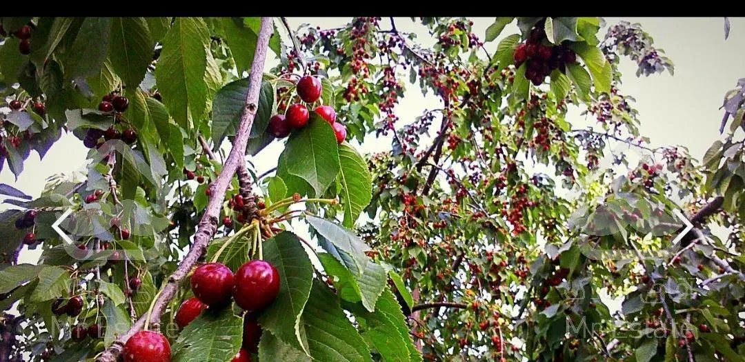 یک قطعه باغ