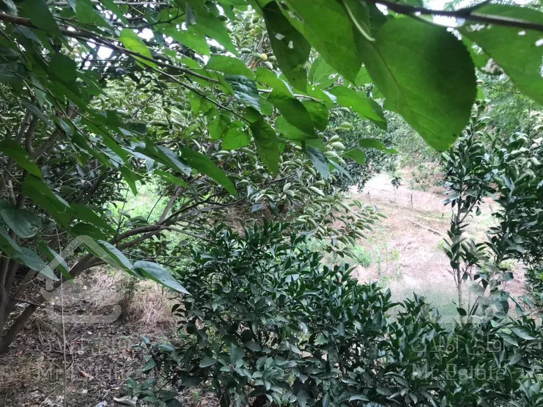 باغ 500مترمربع. محصور. غیربومی. قابل ساخت