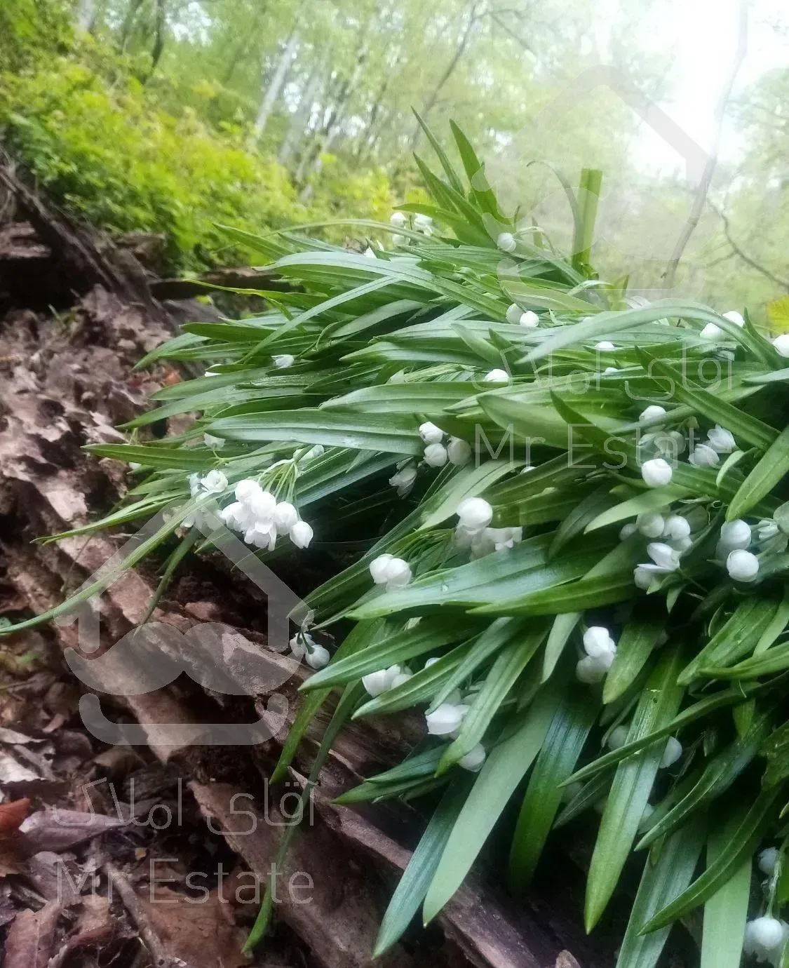 ویلادربست حیاط دار جعفرآبادملک فول امکانات نوساز