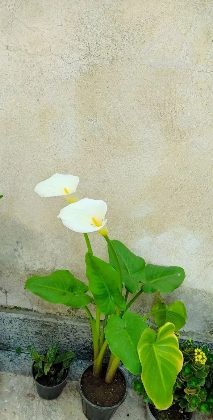 ۳۰۰ متر ویلا دوبلکس بیج طش فرودگاه جاده انزلی