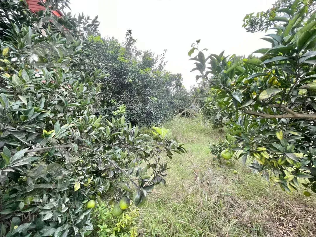 فروووش ویلا باغ در محیطی باغی و سرسبز ۴۰۰ متری در آمل