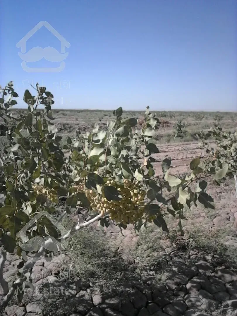 7هکتار باغ پسته نیشابور