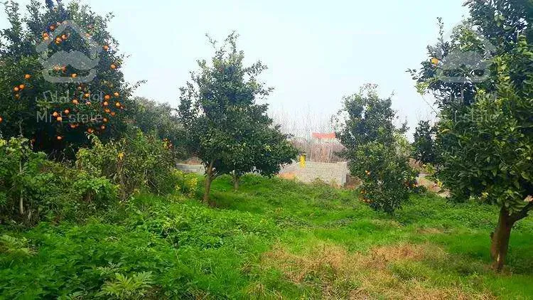 فروش باغ مرکبات اماده ساخت