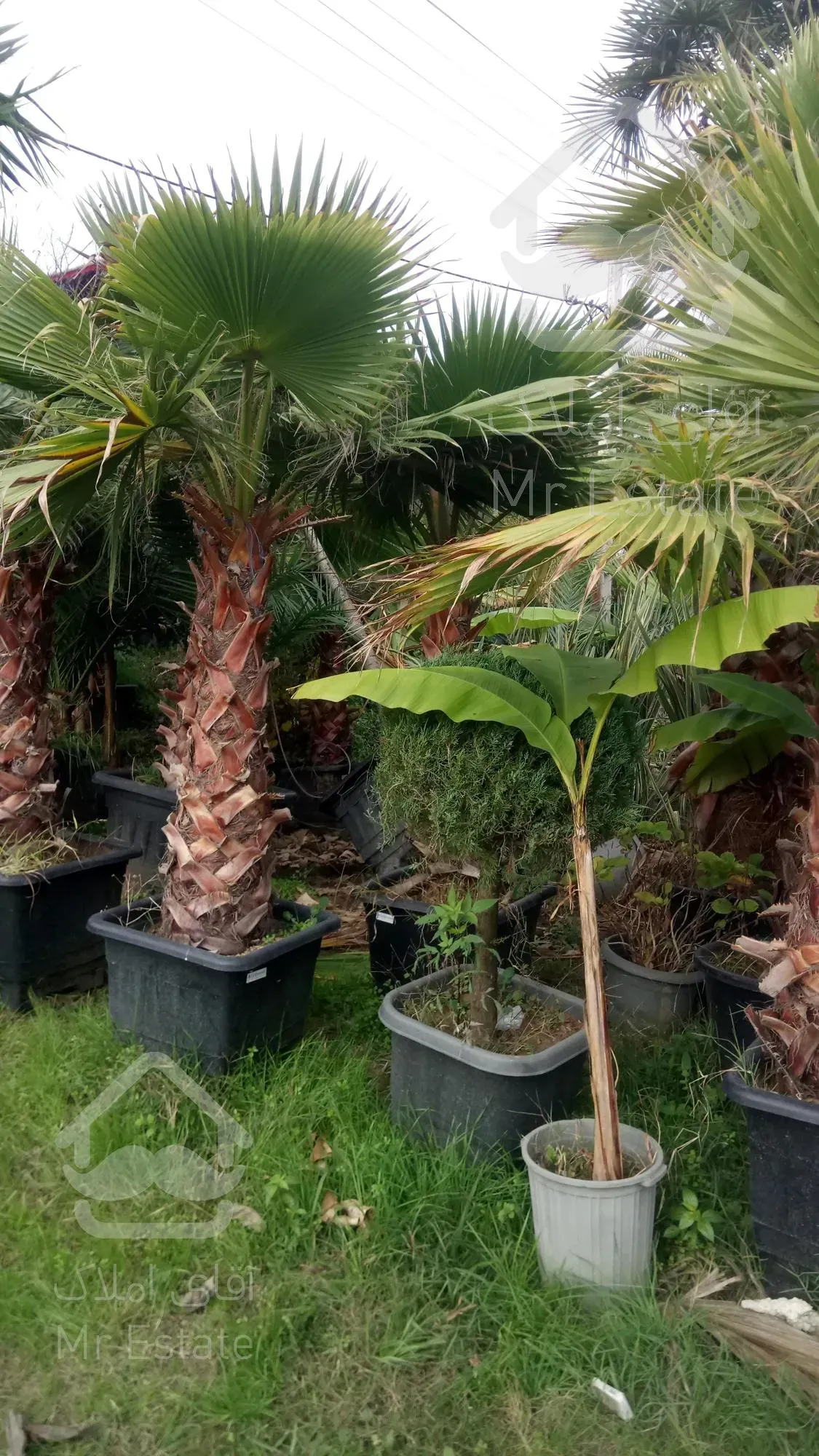 نهال درخت درختچه فروشی گلدانی میوه گلهای خانگی گیاهان آپارتمانی خدمات سرویس گل وگیاه غیرمیوه مثمر غیرمثمر