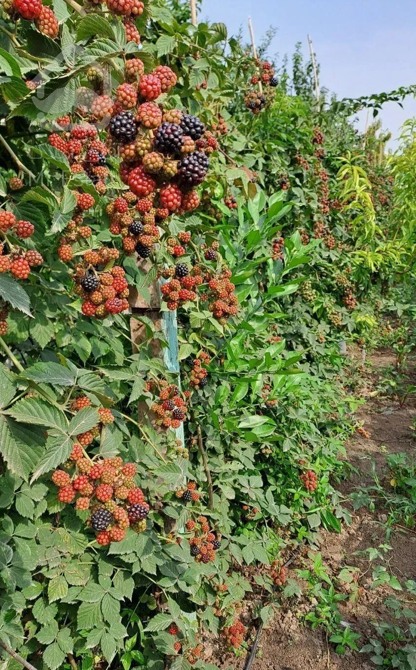 فروش خونه باغ در ذغالچال ساری