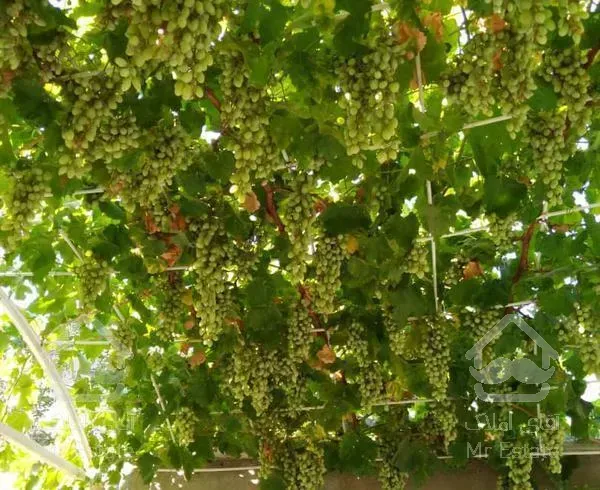 فروش خانه ویلایی در بومهن