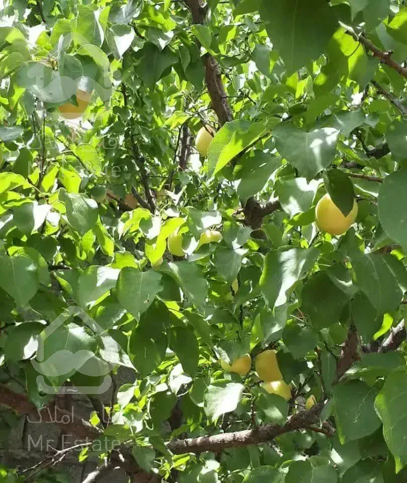 باغچه مشجر بالای اتوبان چهاردیواری