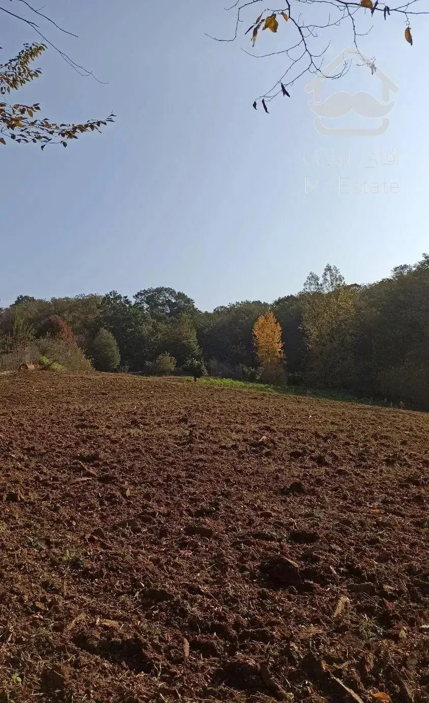 زمین جنگلی قادیکلای بزرگ با موقعیت تجاری  قادیکلا