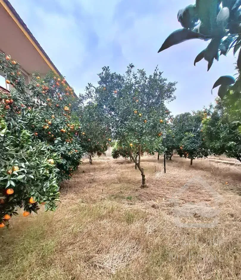 باغویلا2500مترسندو پروانه درختان مرکبات فریدونکنار