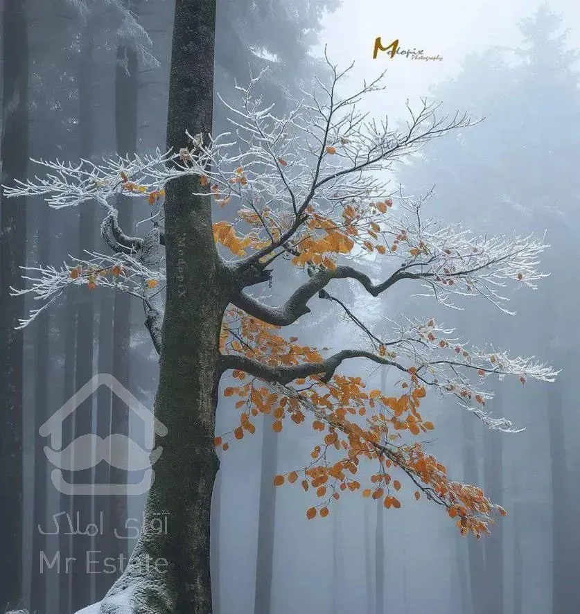 ویلاجنگلی درارتفاعات یالبندان،کوهپایه،ویودریاوجنگل