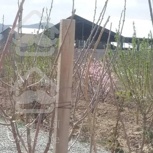 زمین باغی با نهال های دوساله