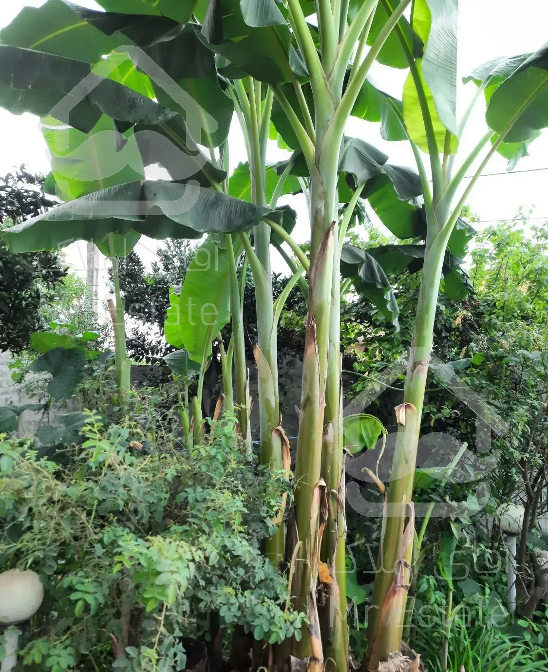 اجاره ویلا بین آمل ومحمود آباد 100 متر