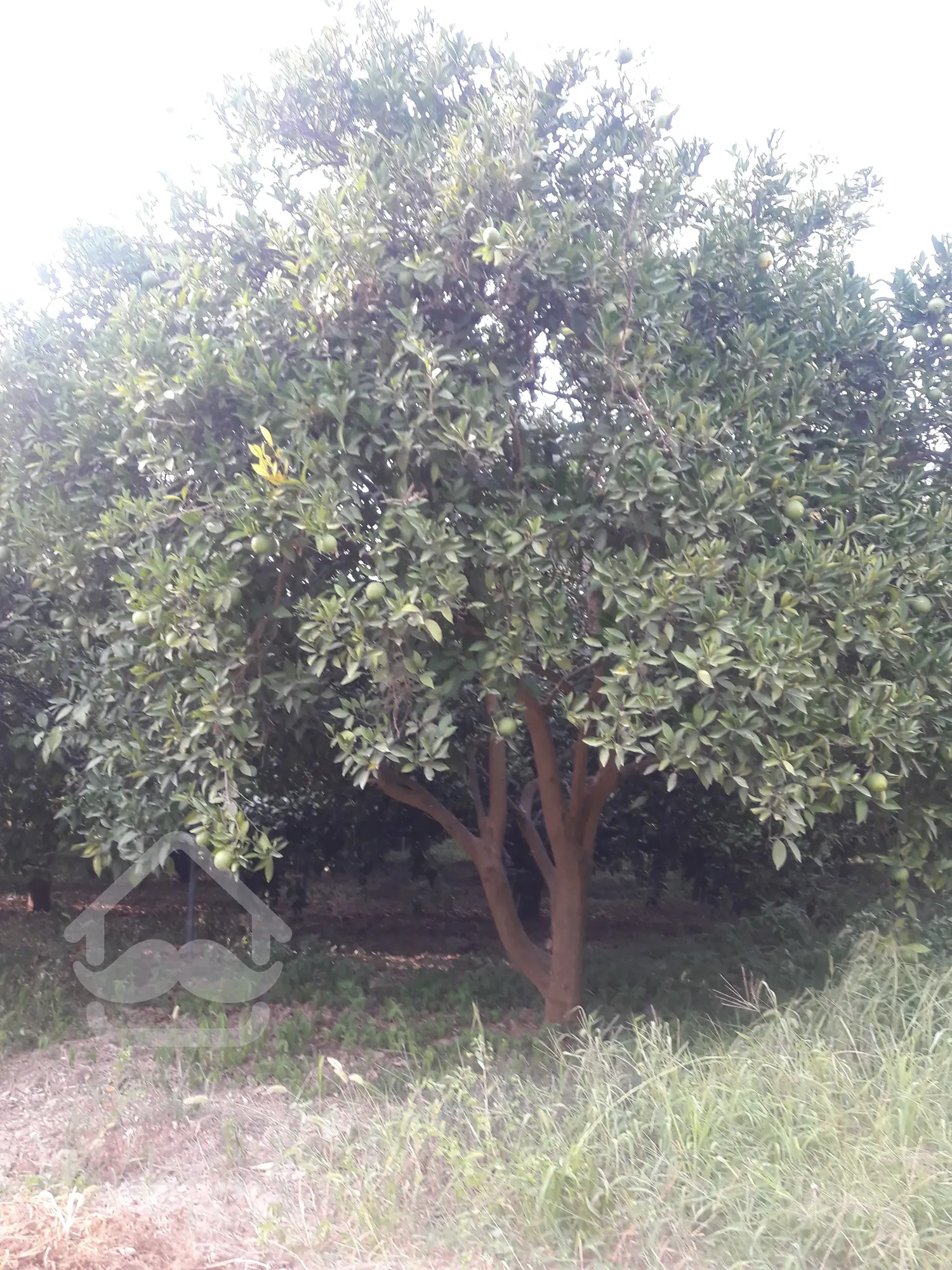 زمین ویلایی باغ ویلایی جاده دریا ویلانشین جاده فرح آباد روستای ماهفروز محله