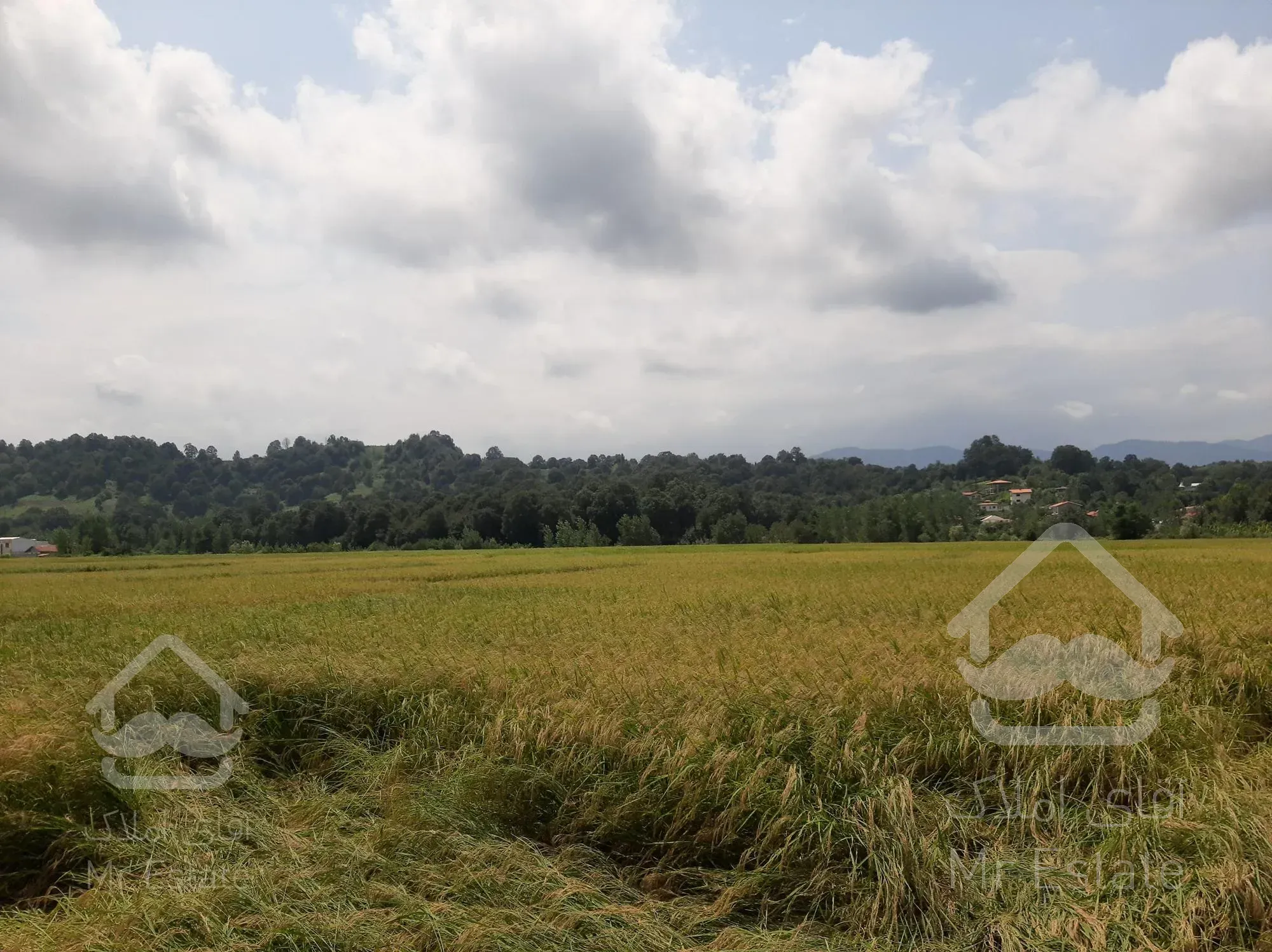 فروش زمین زراعی در بهترین منطقه لاهیجان