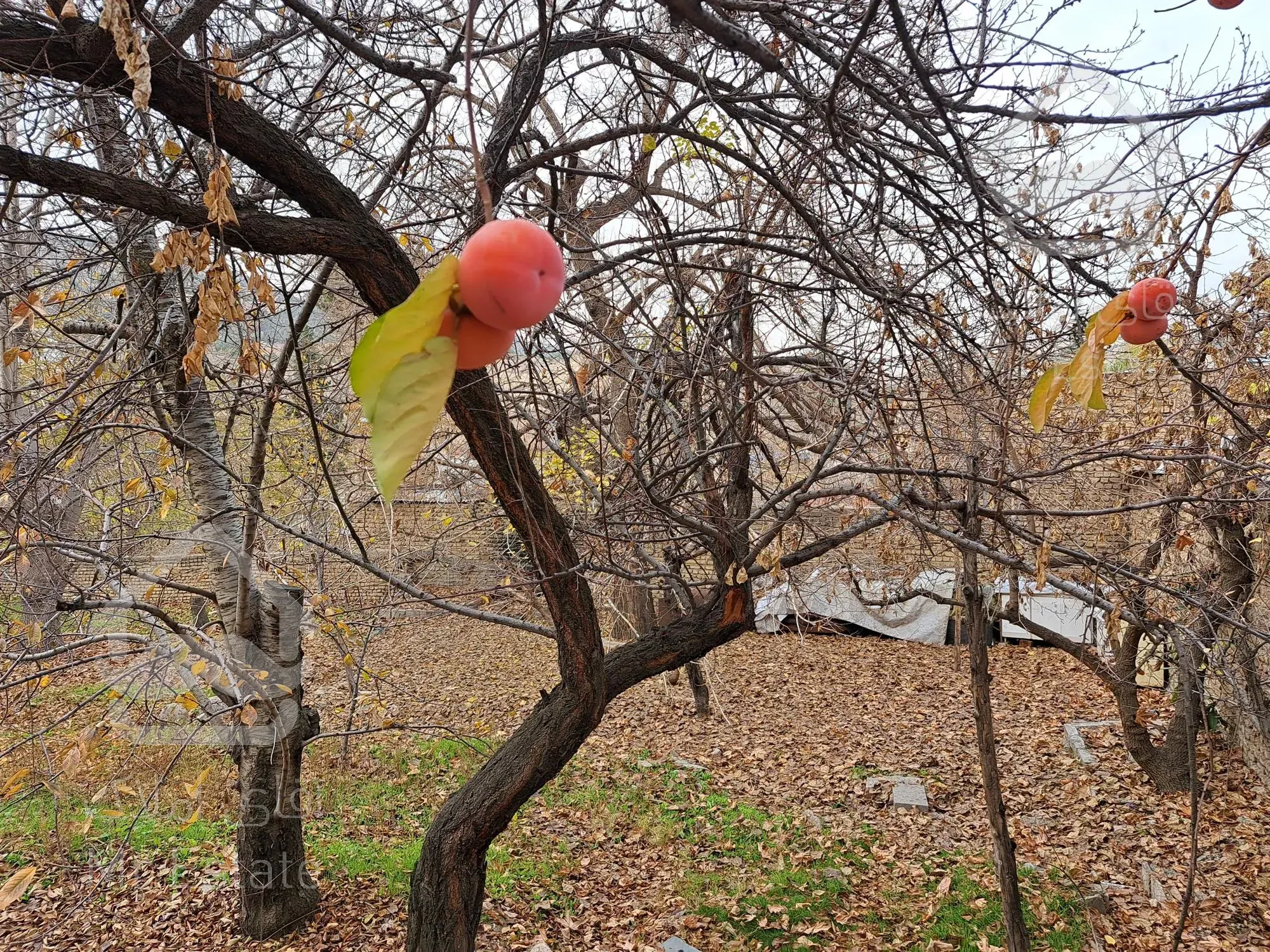 فروش زمین ۶۰۰ متری جاجرود زیر قیمت