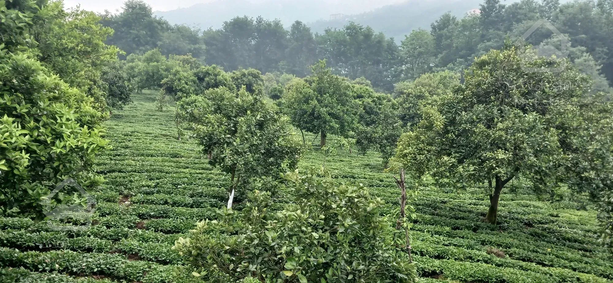 فروش زمین ۸۰۰۰متری در رامسر