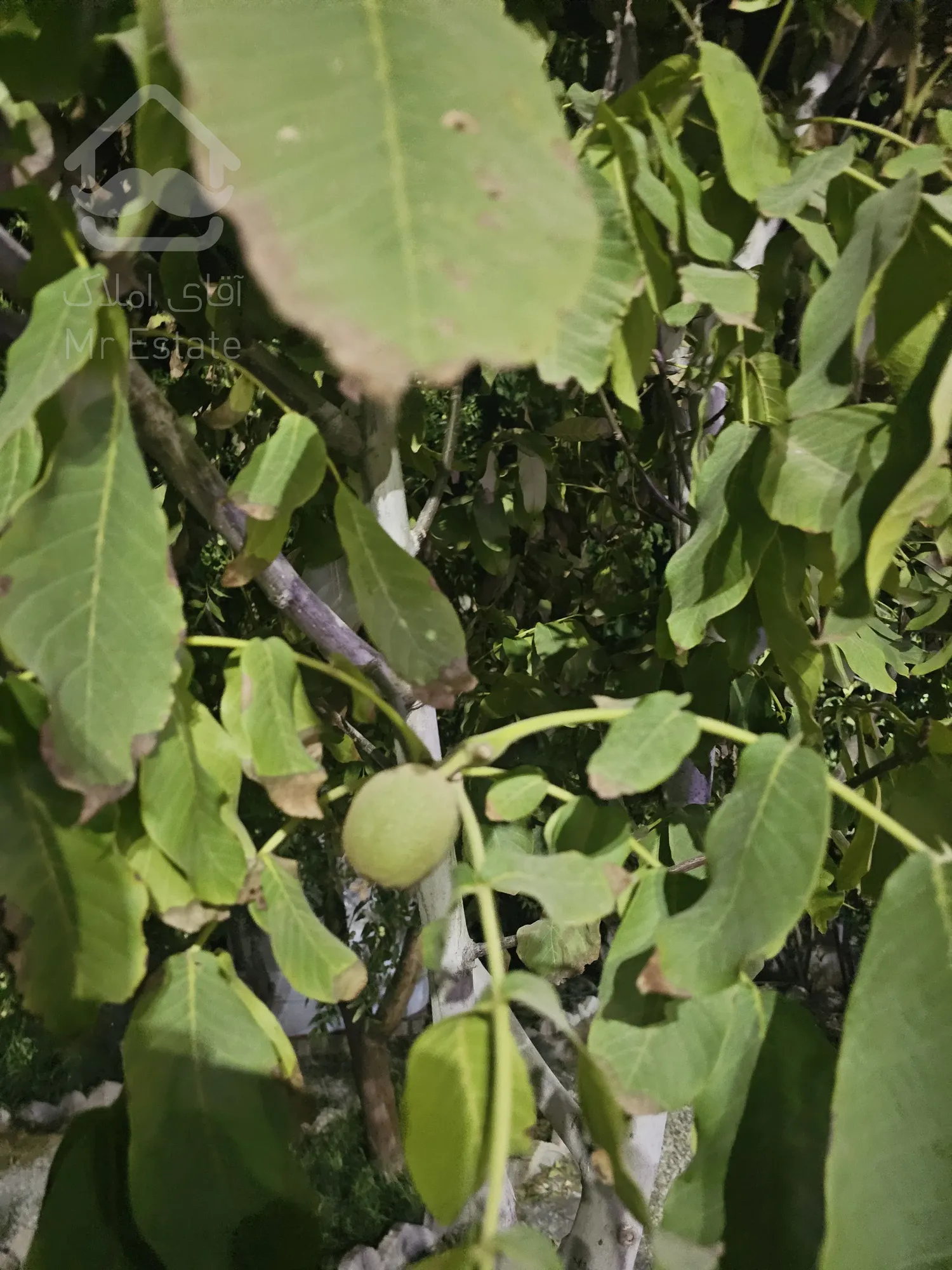 ویلا باغ استخردار