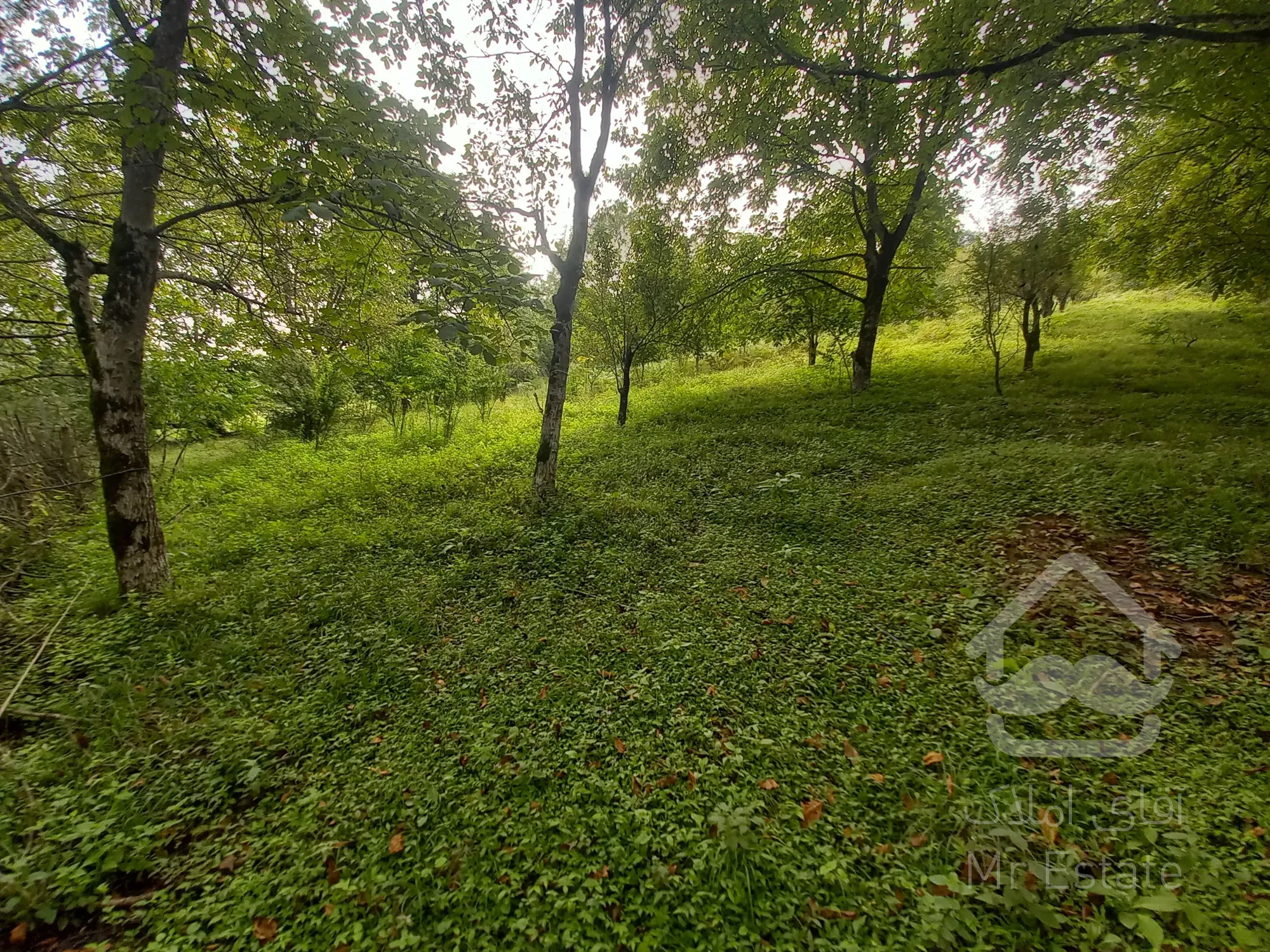 فروش باغ دودانگه روستای برارده فوری