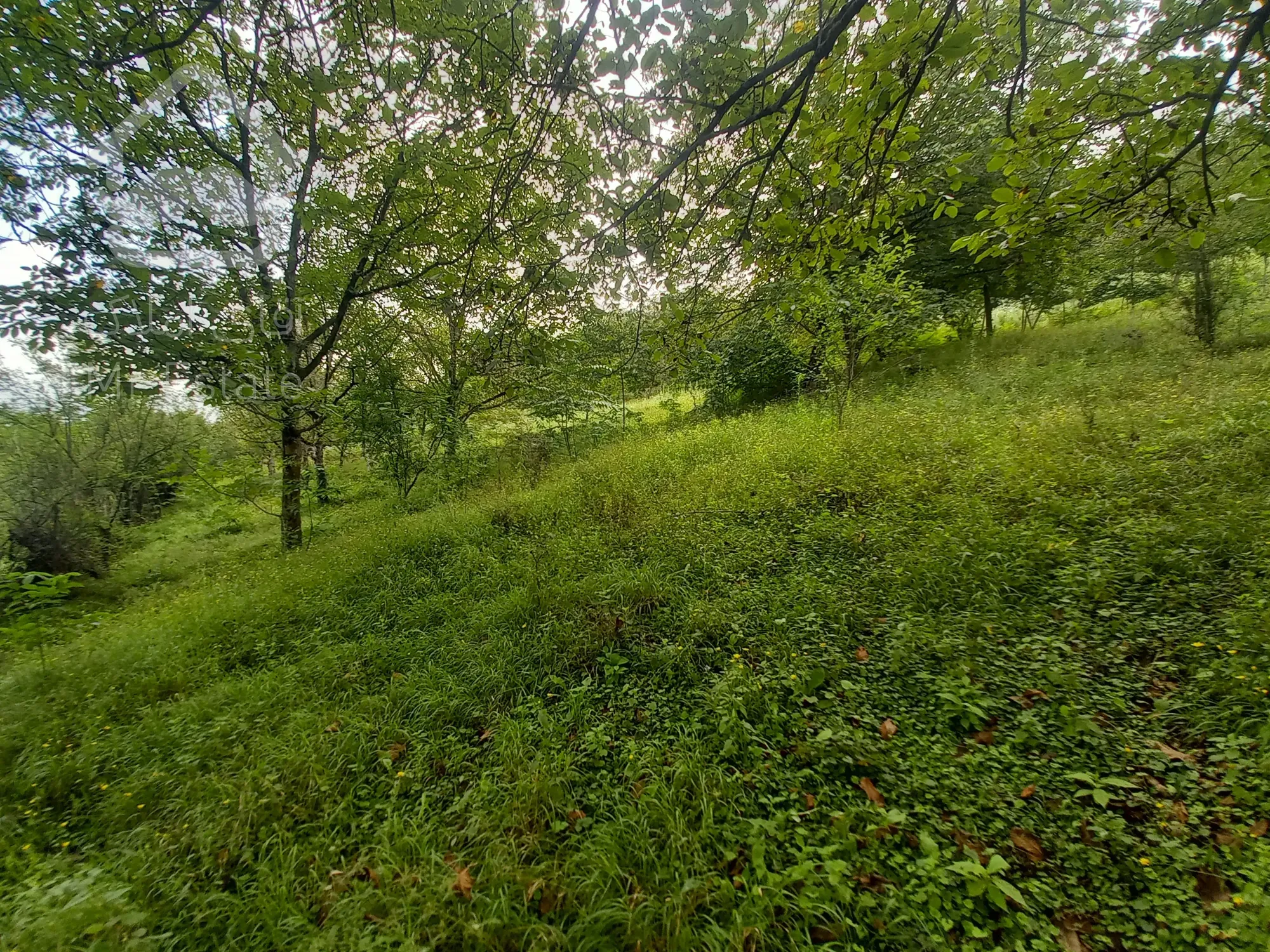 فروش باغ دودانگه روستای برارده فوری