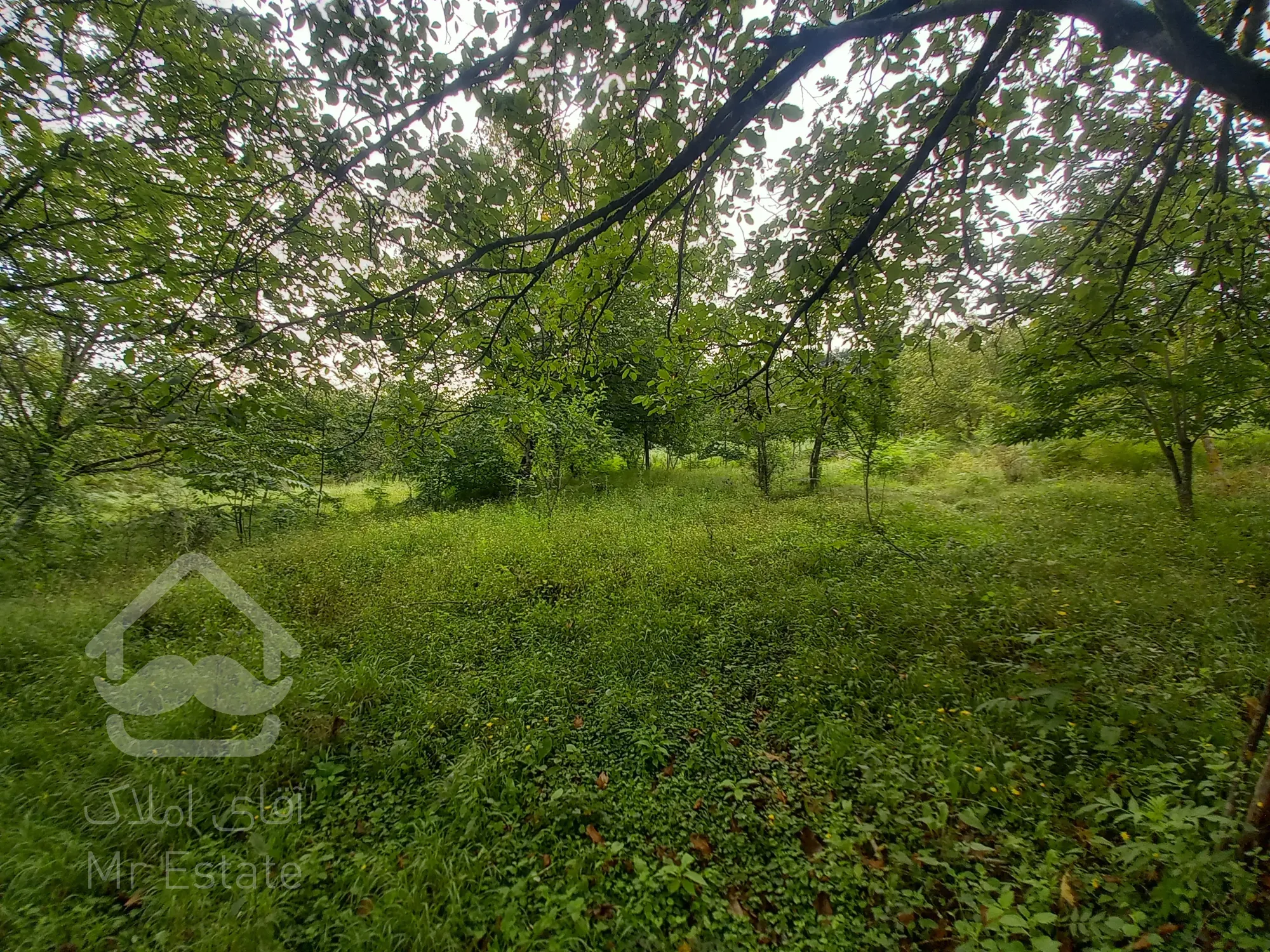 فروش باغ دودانگه روستای برارده فوری