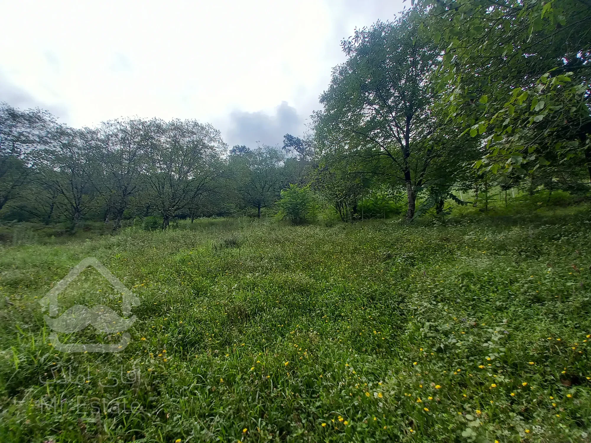 فروش باغ دودانگه روستای برارده فوری