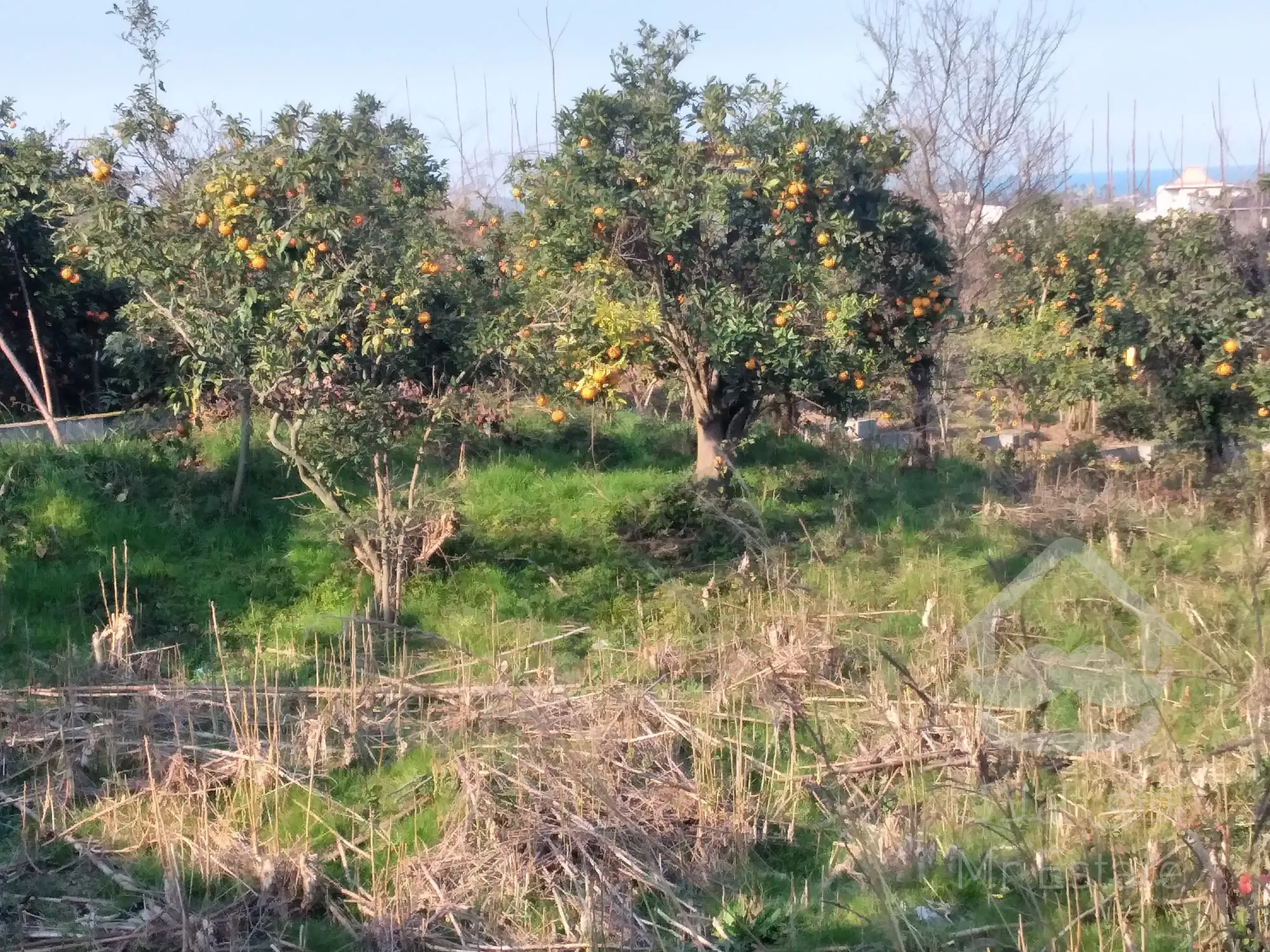 زمین‌ ۲‌هکتاری‌در رامسر/مناسب‌برای‌شهرک‌سازی