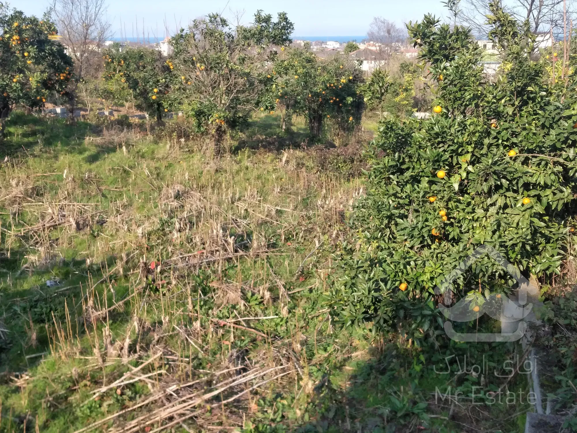 زمین‌ ۲‌هکتاری‌در رامسر/مناسب‌برای‌شهرک‌سازی