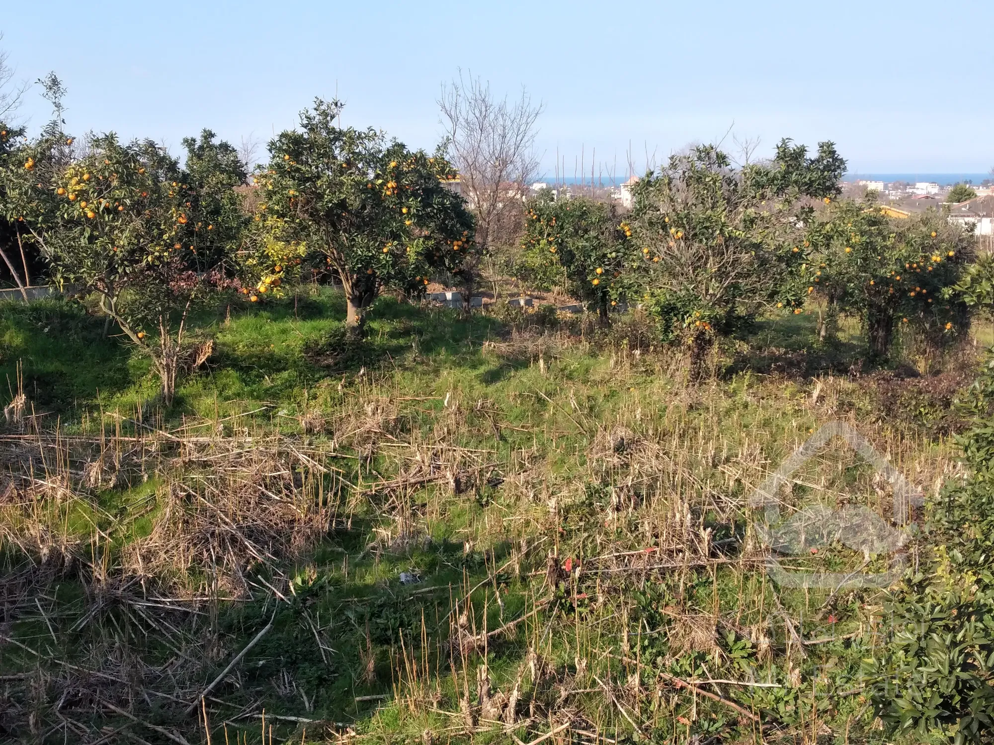 زمین‌ ۲‌هکتاری‌در رامسر/مناسب‌برای‌شهرک‌سازی