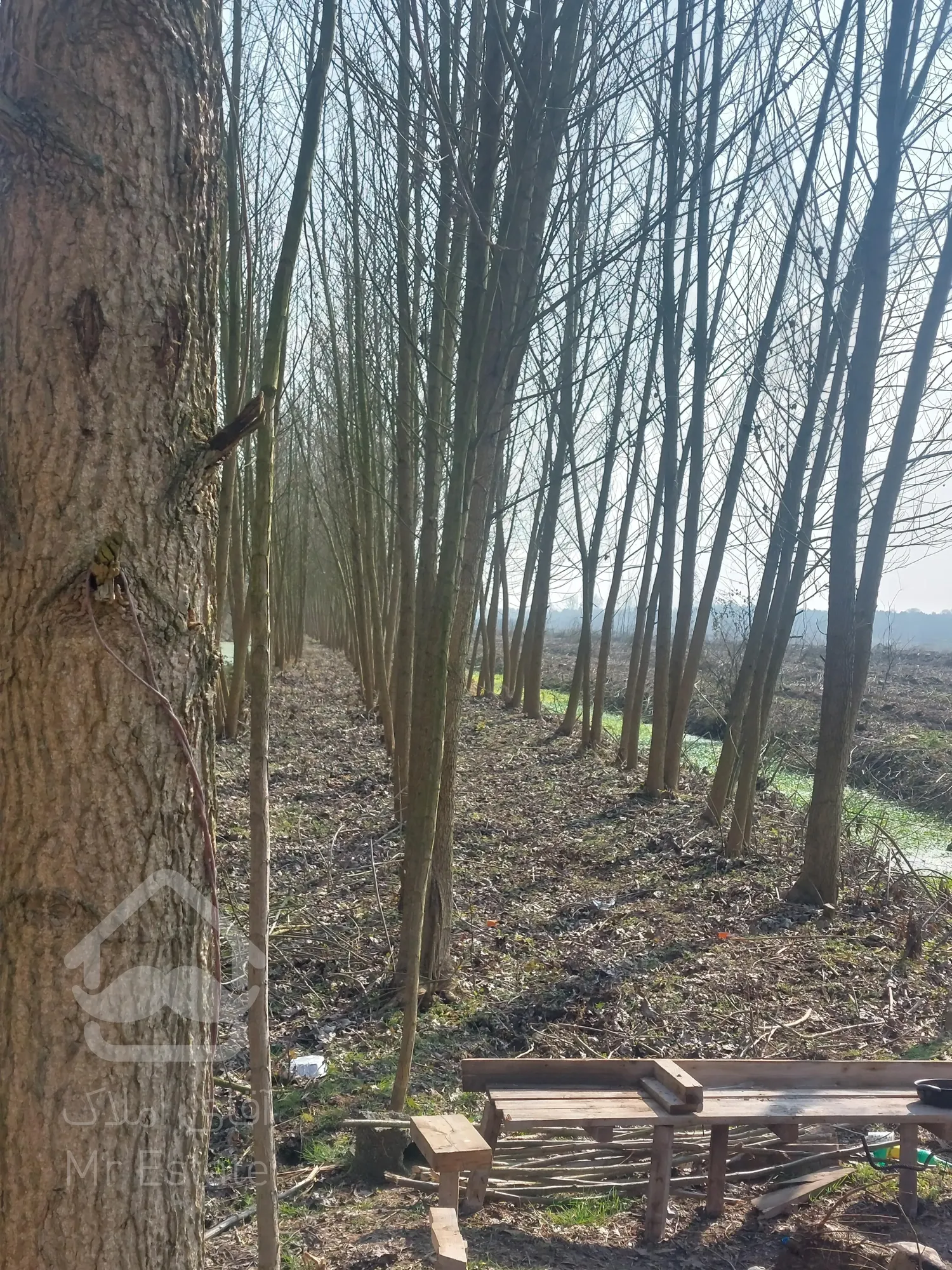 فروش زمین ۲۰ هکتاری گیلان ، رشت