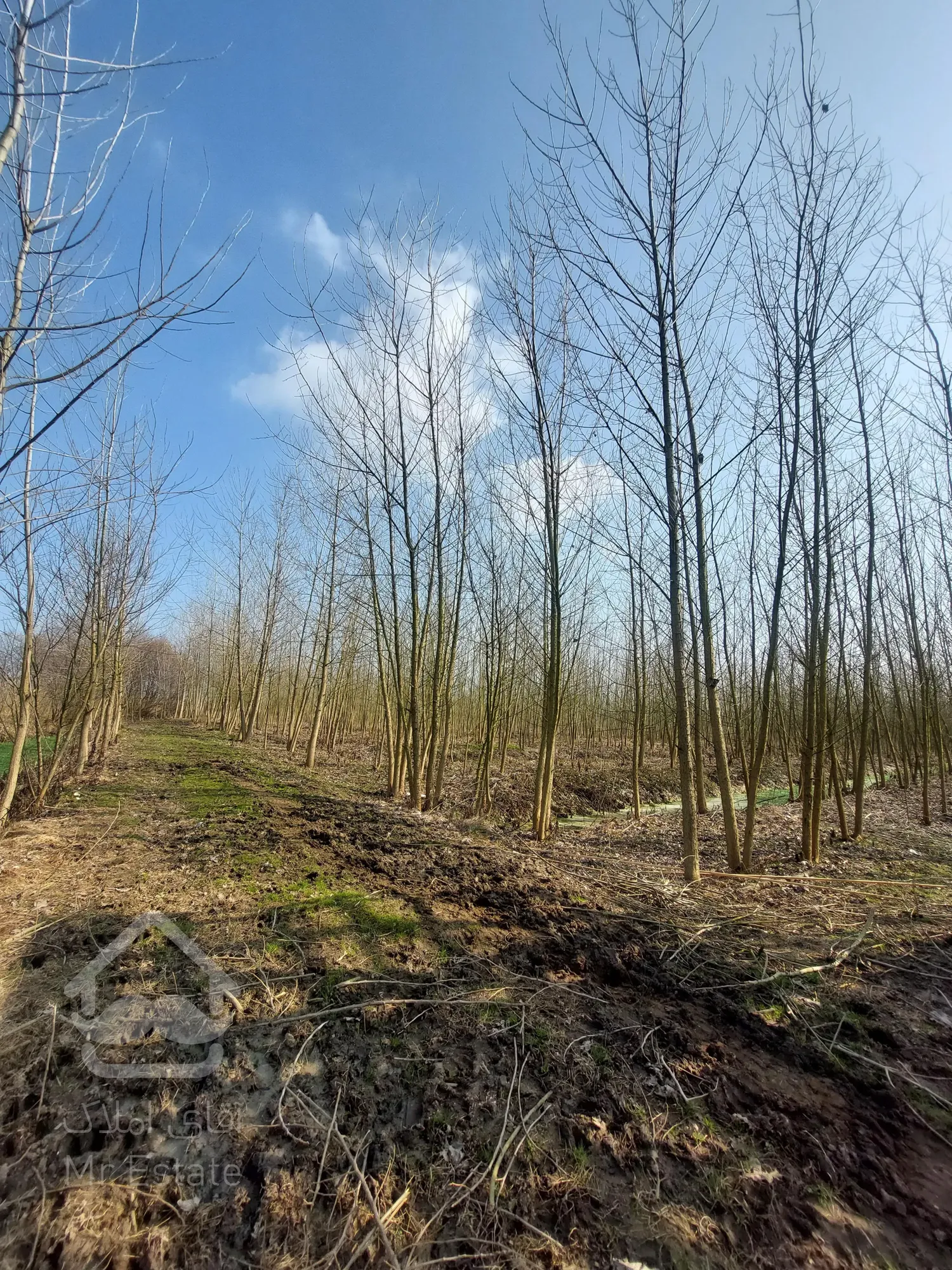 فروش زمین ۲۰ هکتاری گیلان ، رشت