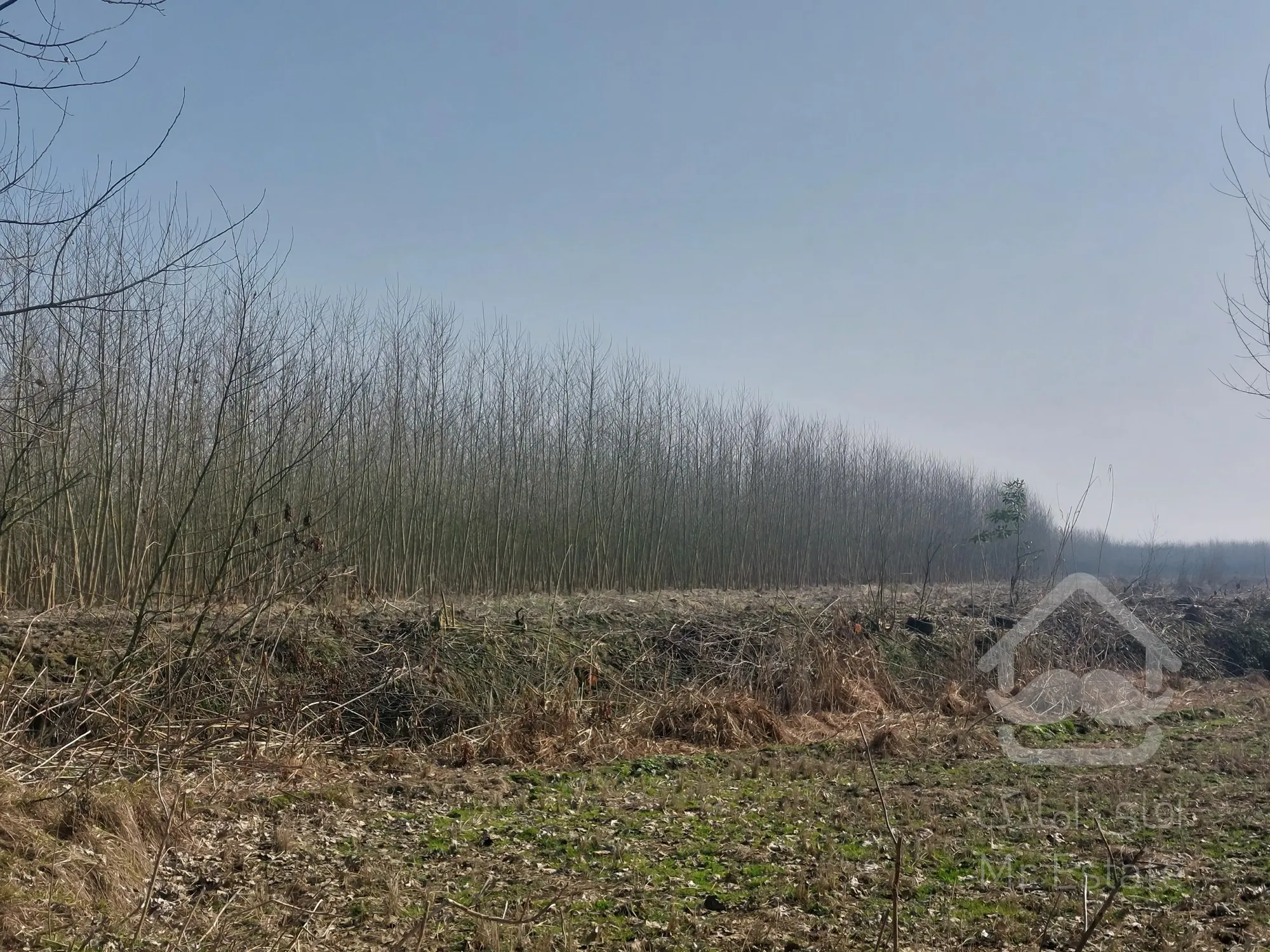 فروش زمین ۲۰ هکتاری گیلان ، رشت