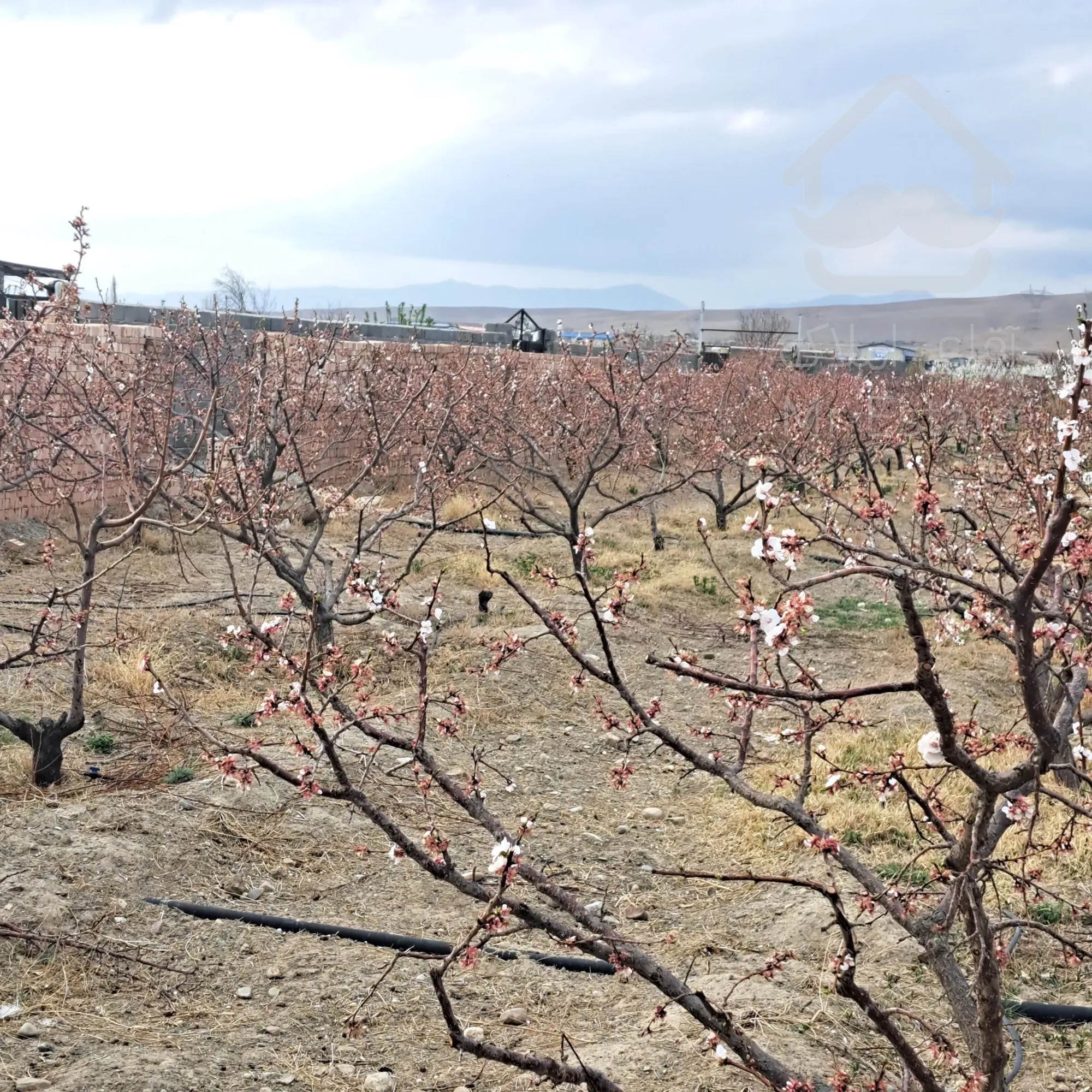 باغ 500 متری دارای درختان 6ساله