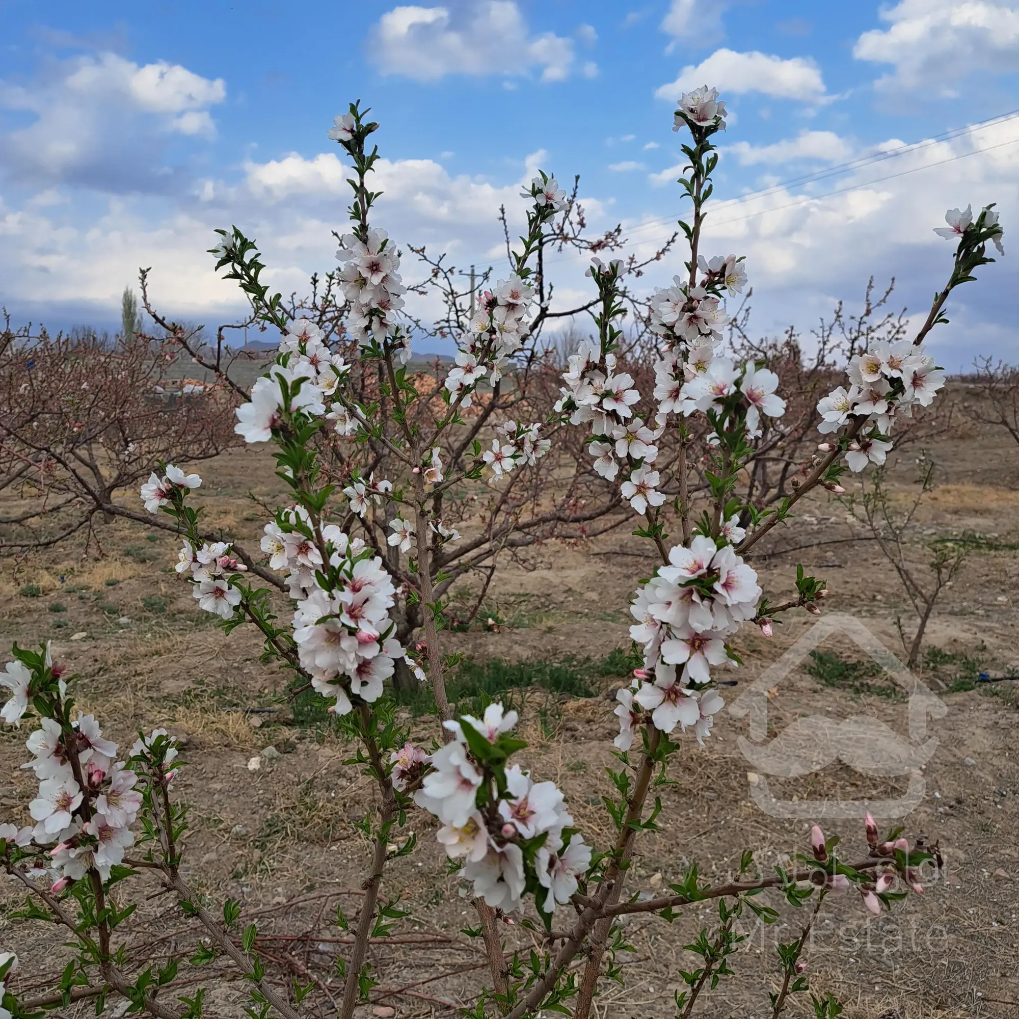 باغ 500 متری دارای درختان 6ساله