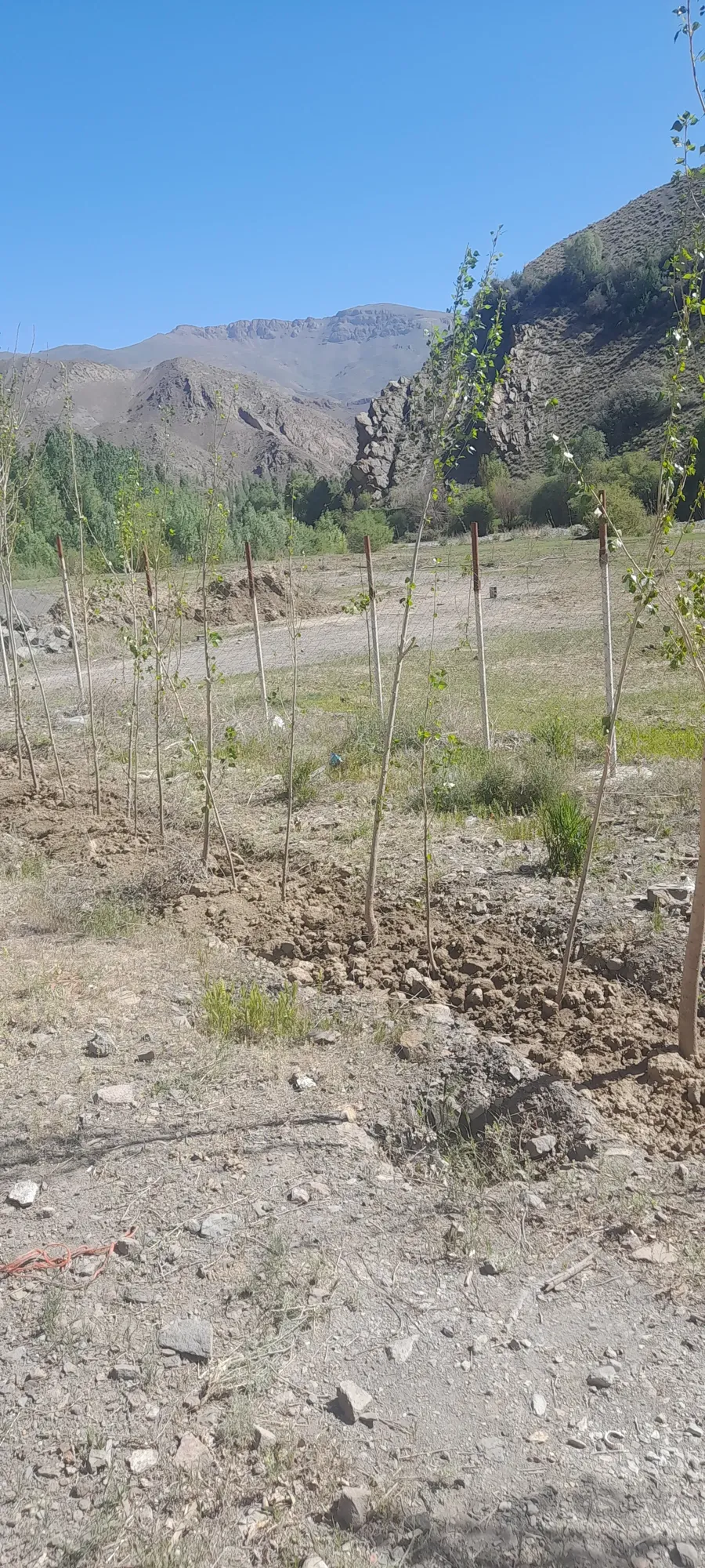 ۱۰۰۰متر زمین با نهال گروو