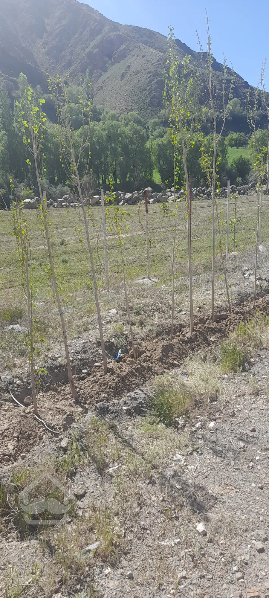 ۱۰۰۰متر زمین با نهال گروو